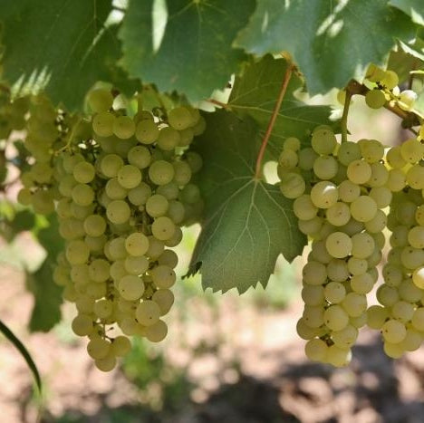 Vita de Vie - Feteasca Alba - Ghiveci - Regatul Plantelor