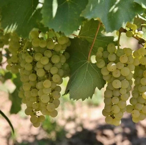 Vița de Vie ”Fetească Albă” la ghiveci