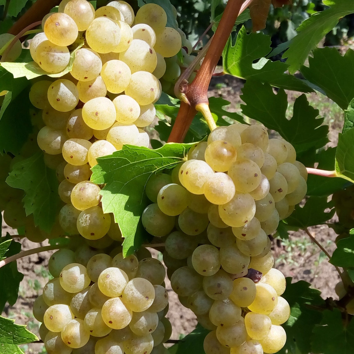 Vita de Vie - Feteasca Alba - Ghiveci - Regatul Plantelor