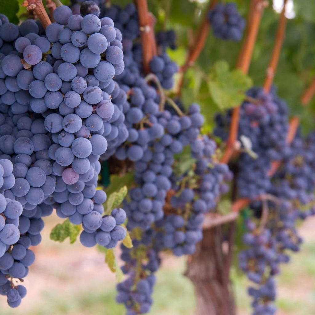 Vita de Vie "Merlot", la Ghiveci