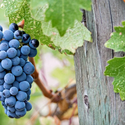 Viță de vie „Merlot” la ghiveci – viță de vie | Regatul Plantelor
