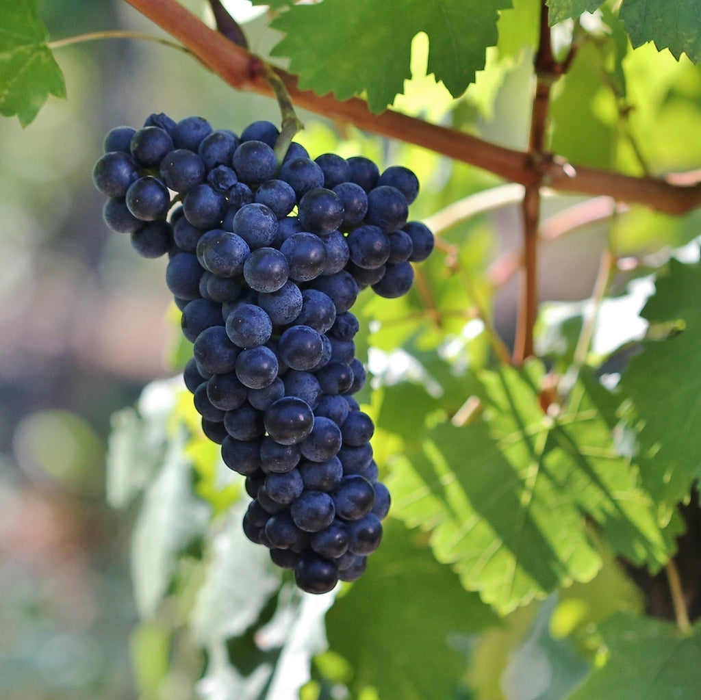 Vita de Vie "Merlot", la Ghiveci