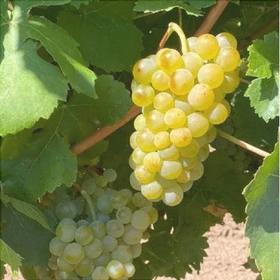 Viță de vie „Neuburger” la ghiveci – viță de vie | Regatul Plantelor