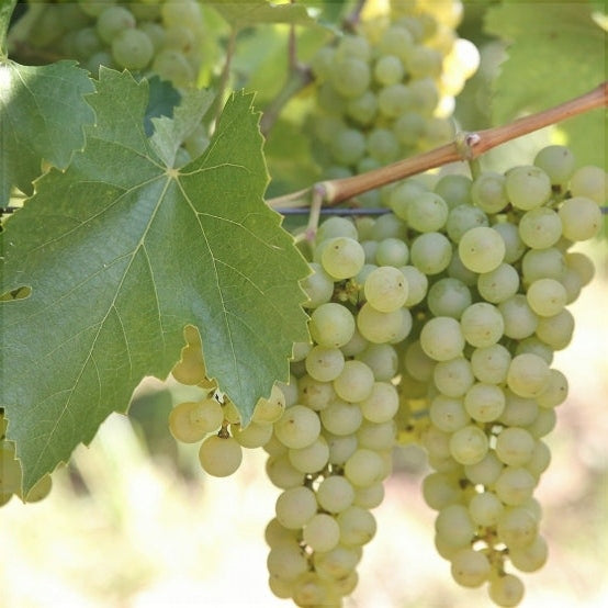 Vita de Vie - Neuburger - Ghiveci - Regatul Plantelor