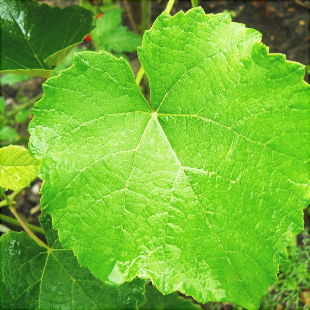 Vita de Vie la Ghiveci de 80L, 25 de Ani Vechime, 1 Bucata