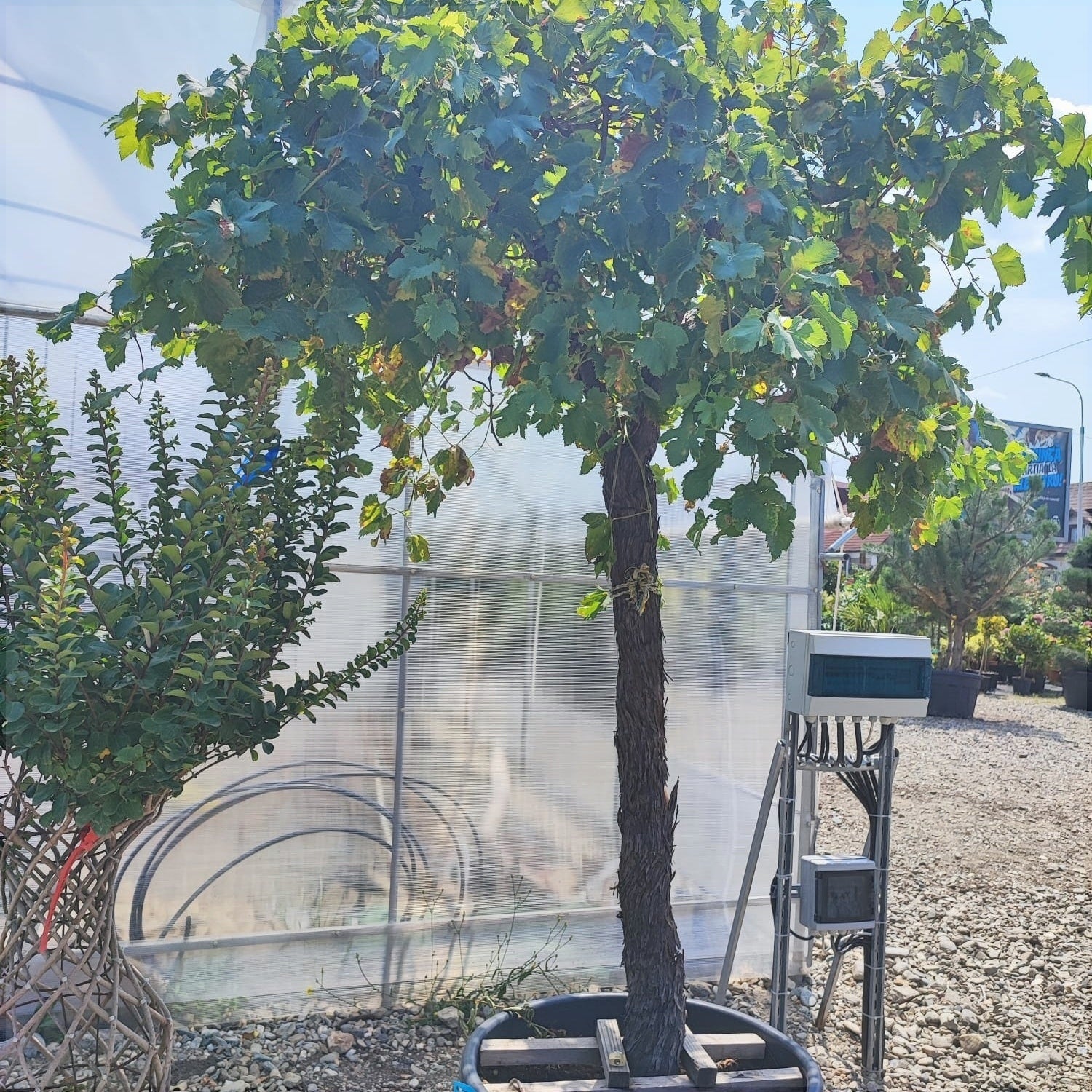 Vita de Vie la Ghiveci de 80L, 25 de Ani Vechime, 1 Bucata