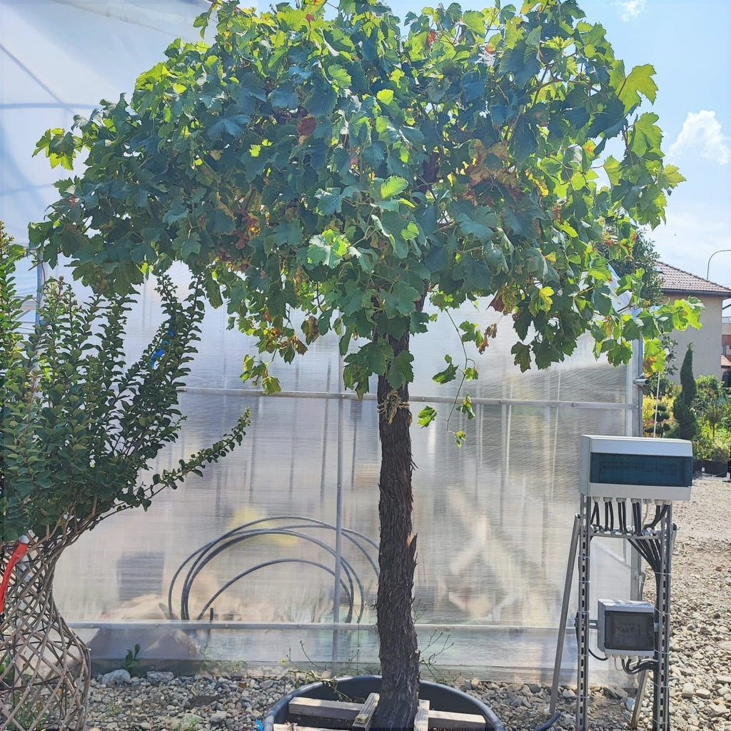 Vita de Vie la Ghiveci de 80L, 25 de Ani Vechime, 1 Bucata