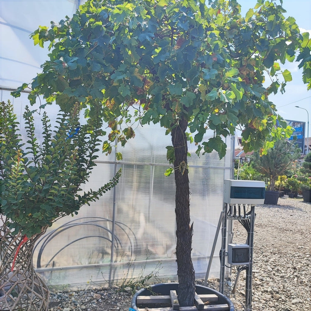 Vita de Vie la Ghiveci de 80L, 25 de Ani Vechime, 1 Bucata