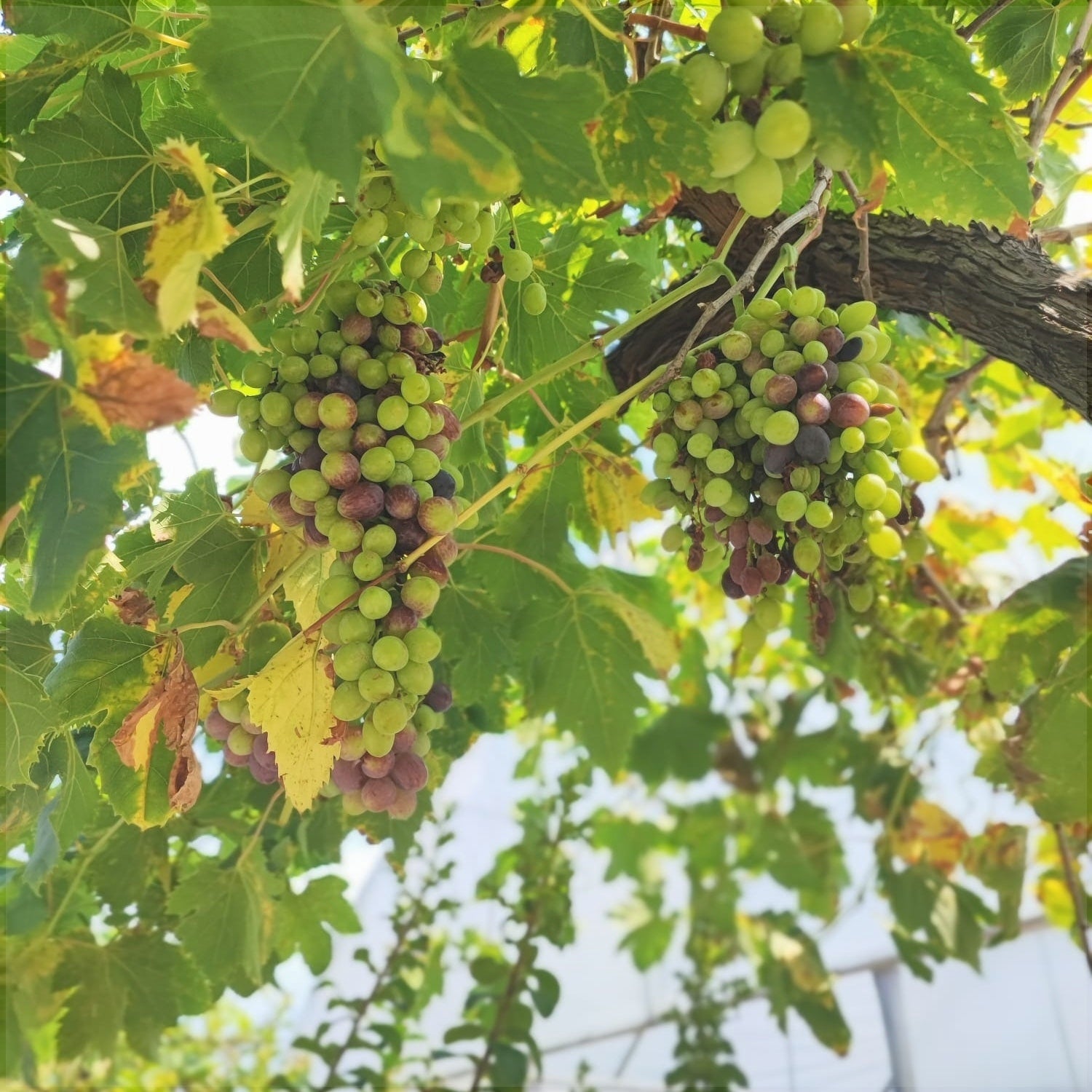 Vita de Vie la Ghiveci de 80L, 25 de Ani Vechime, 1 Bucata