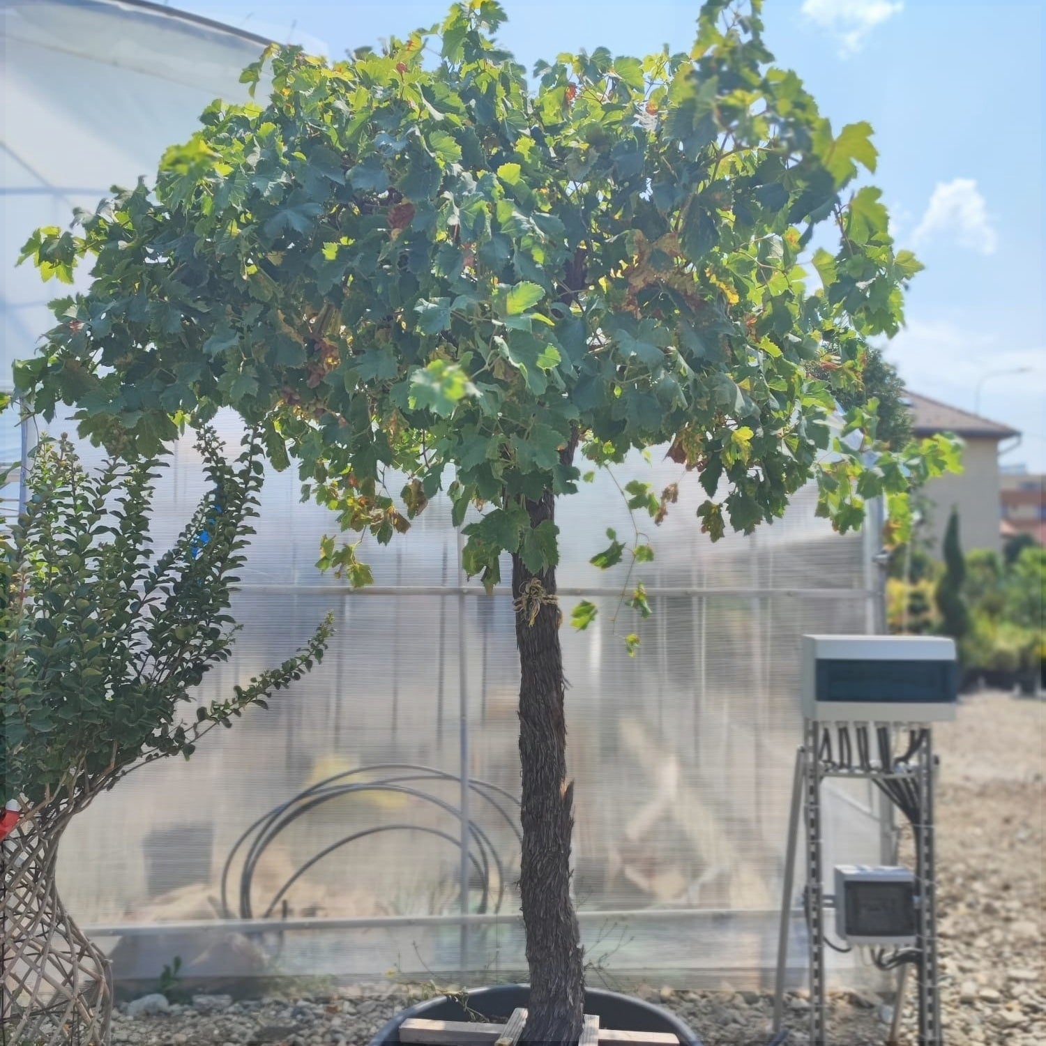 Vita de Vie la Ghiveci de 80L, 25 de Ani Vechime, 1 Bucata