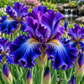 Bulbi de Iris Siberica "Concord Cruch"