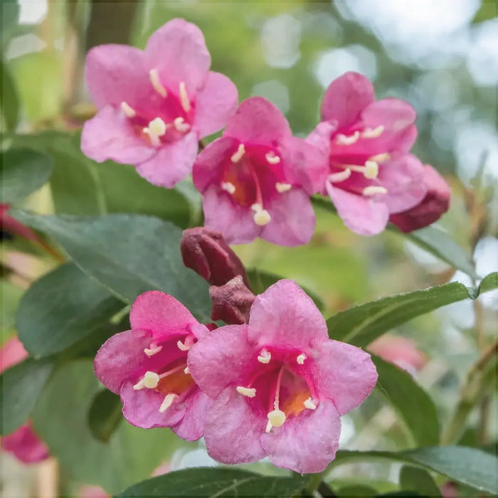 Weigela Roz Deschis, la Ghiveci de 3L, 1 Bucata