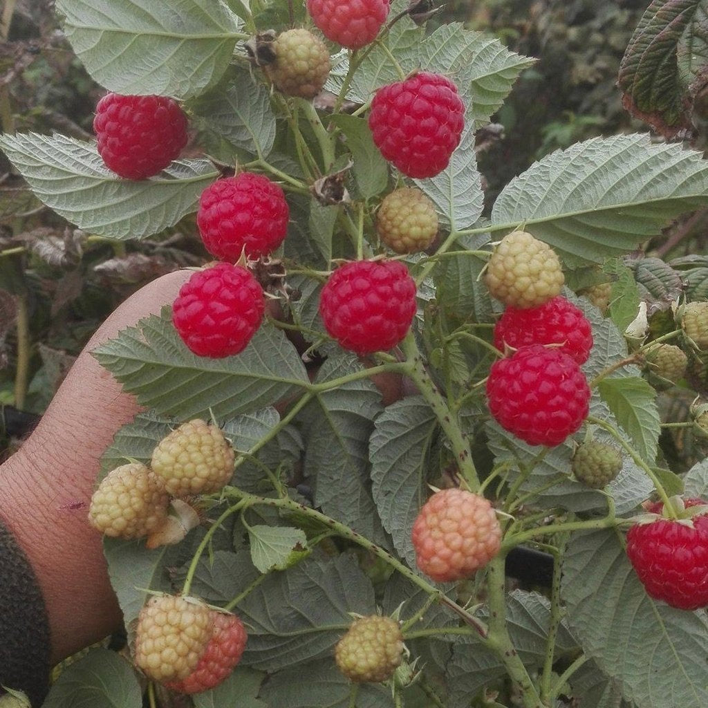 Zmeur "Cayuga"