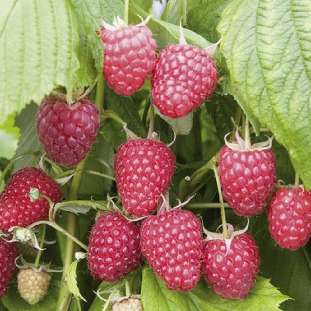 Zmeur "Polka"