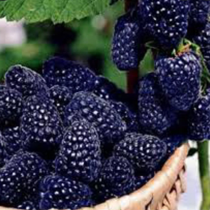 Zmeur Pomisor Negru, Anul 2, 1 Bucata