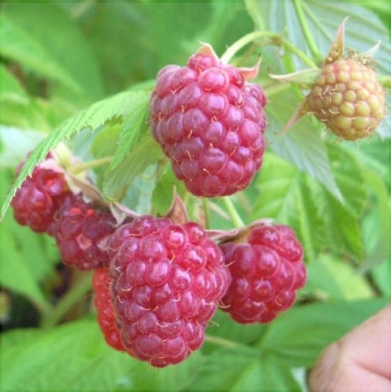 Zmeur "Sugana"