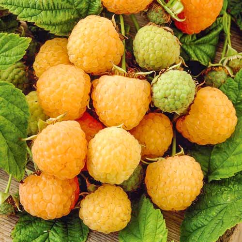 Zmeur "Yellow Giant"