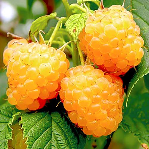 Zmeur "Yellow Giant"
