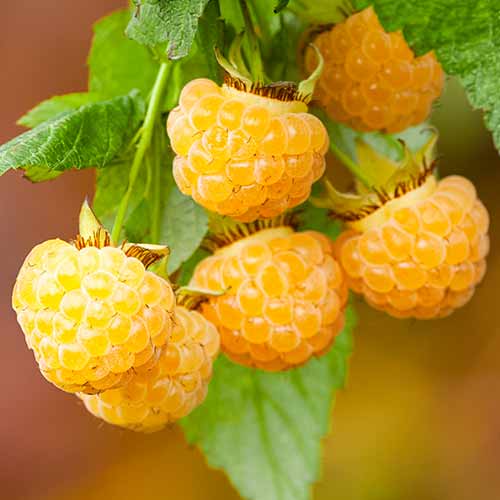 Zmeur "Yellow Giant"