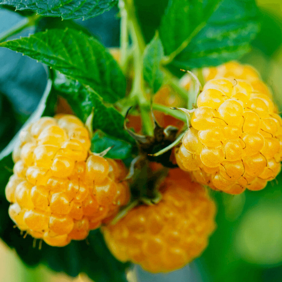 Zmeur "Yellow Giant"