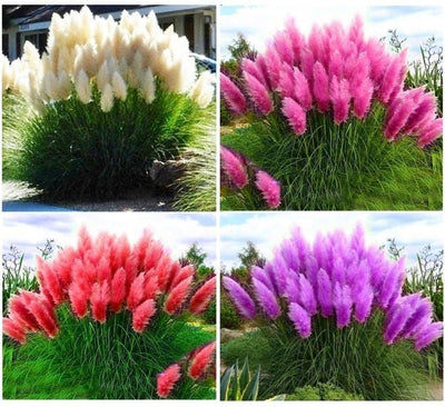 Pachet Iarbă de Pampas mixt 4 buc – plantă ornamentală | Regatul Plantelor