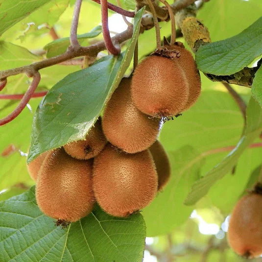 Kiwi ''Actinidia Deliciosa Solissimo'', la ghiveci