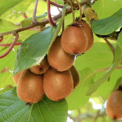 Kiwi „Actinidia Deliciosa Solissimo” la ghiveci – arbust fructifer | Regatul Plantelor