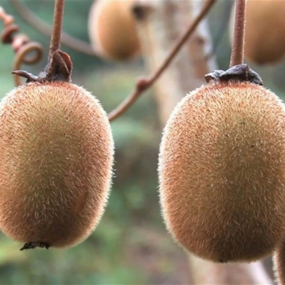 Kiwi ''Actinidia Deliciosa Solissimo'', la ghiveci