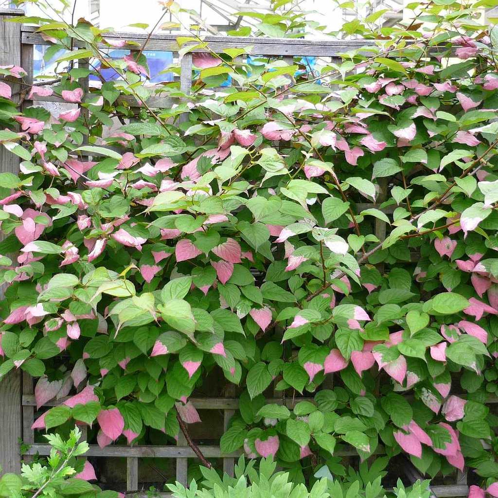 Kiwi ”Actinidia Kolomikta”