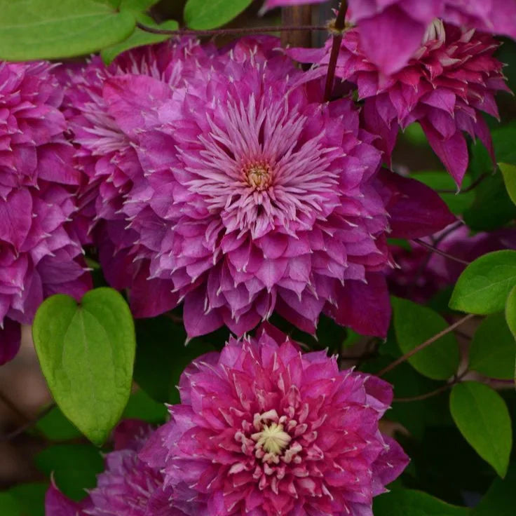 Clematis "Amethyst Haze"