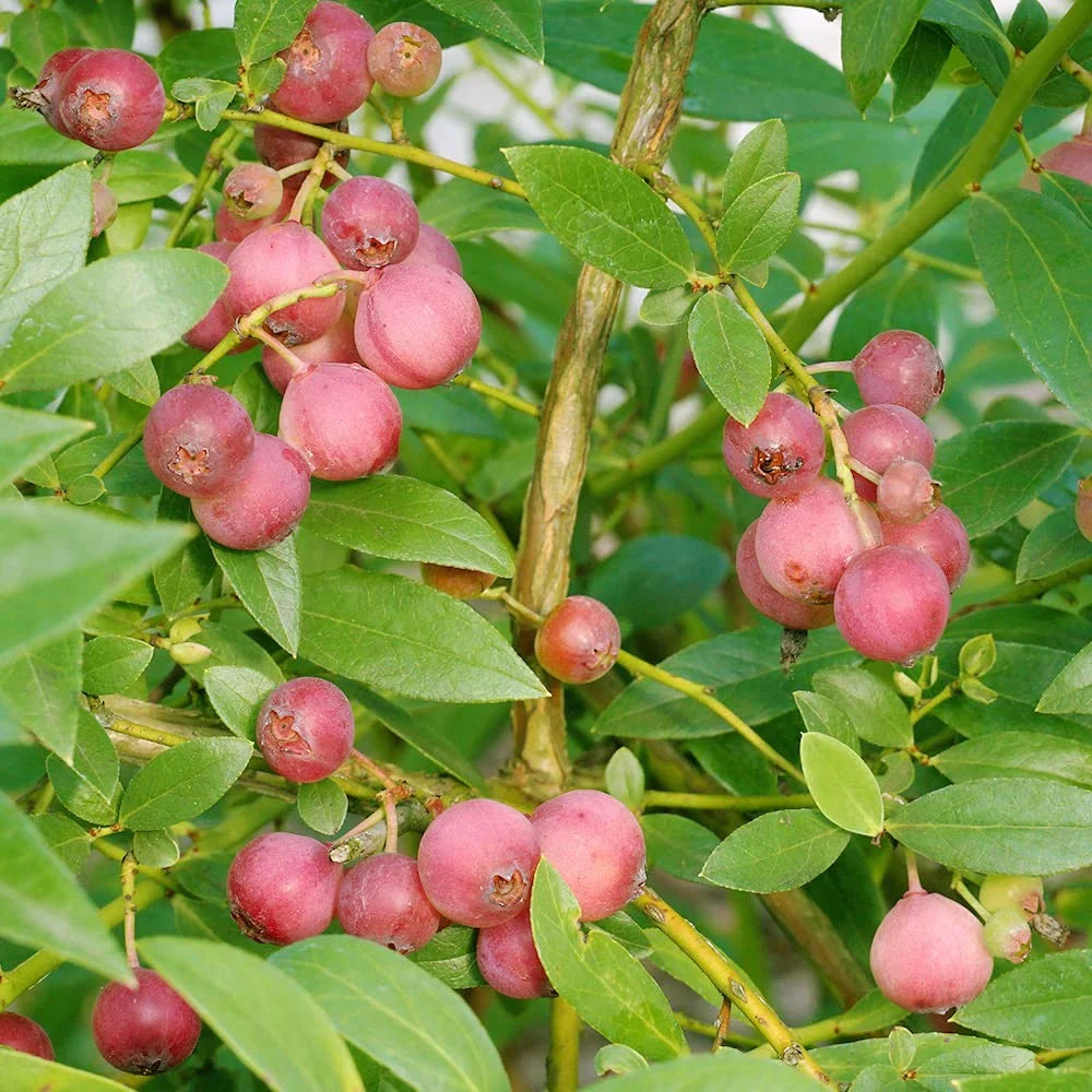 Afin "Pink Lemonade" la ghiveci