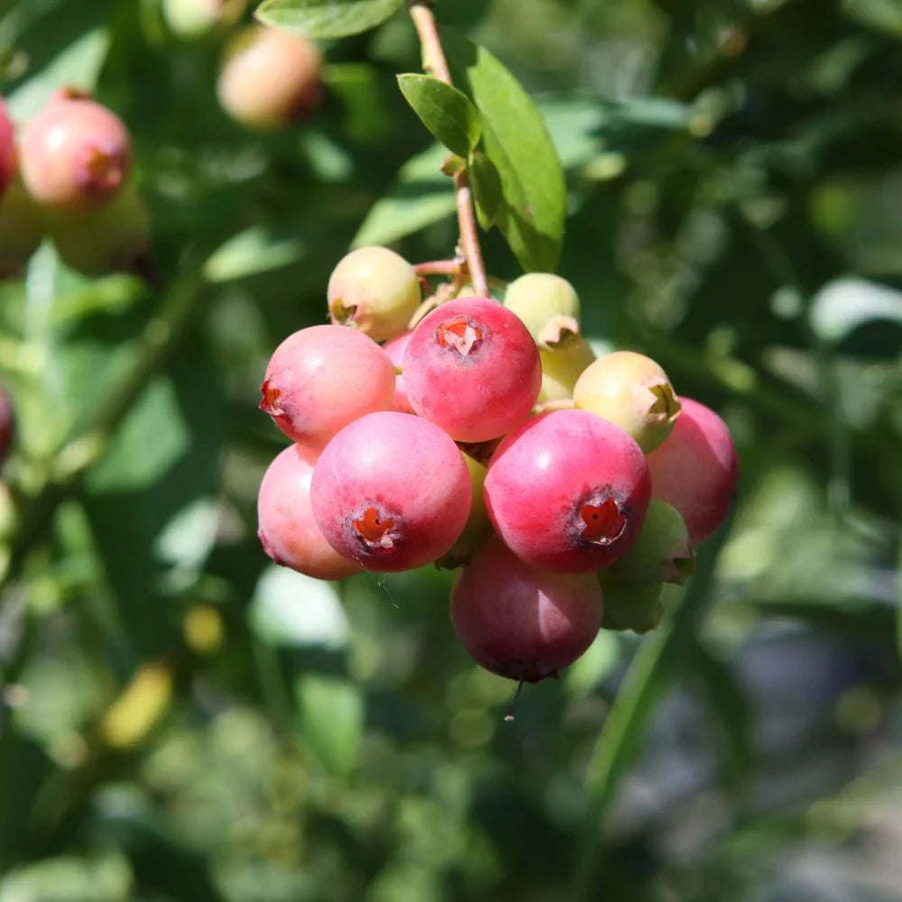 Afin "Pink Lemonade" la ghiveci