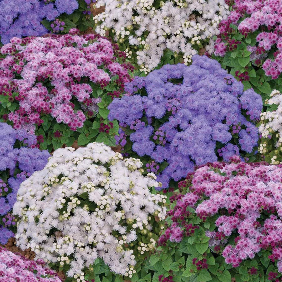 Semințe de Ageratum Mexicanum "Pufuleți"