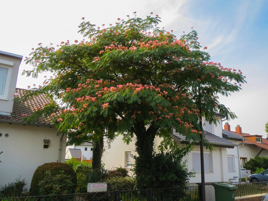 Arbore de matase "Ombrella"