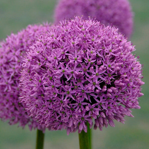 Bulbi de Allium "Gladiator", 2 Bucati