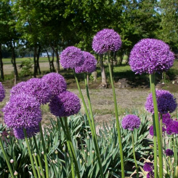 Bulbi de Allium "Gladiator", 2 Bucati