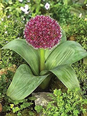 Bulbi de Allium "Karataviense", 2 Bucati