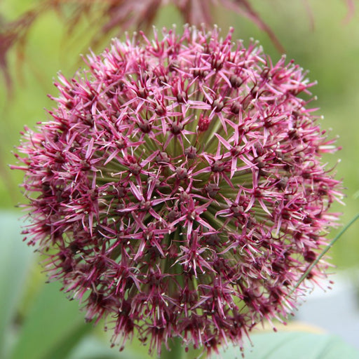 Bulbi de Allium "Karataviense", 2 Bucati