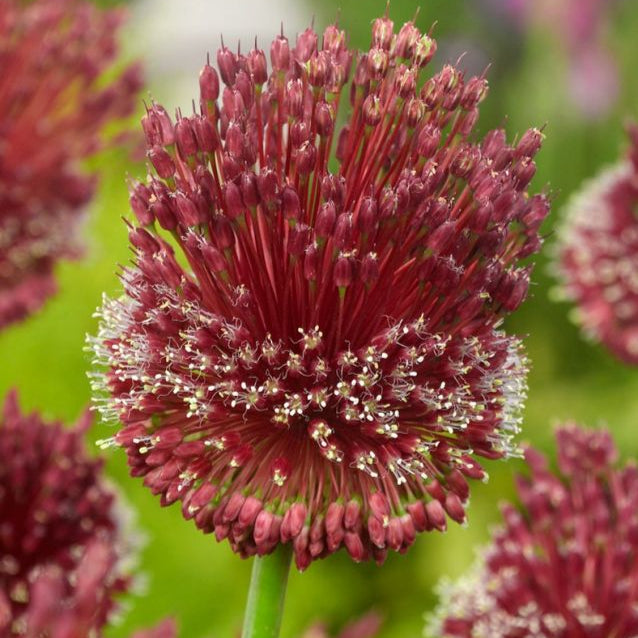 Bulbi de Allium "Red Mohican", 2 Bucati