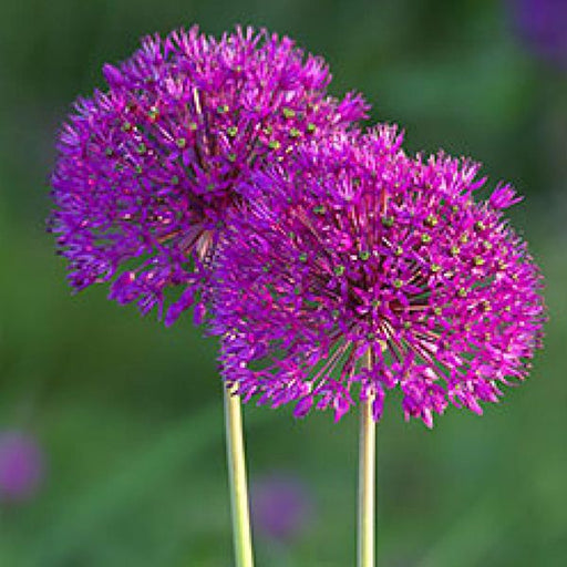 Bulbi de Allium "Akita", 2 Bucati