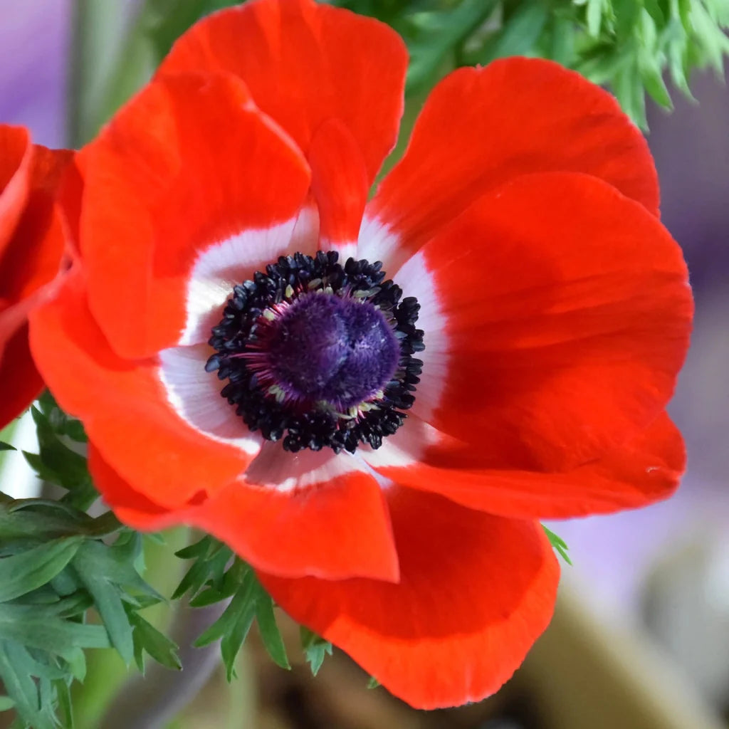 Bulbi de Anemone "Hollandia", 10 bucati