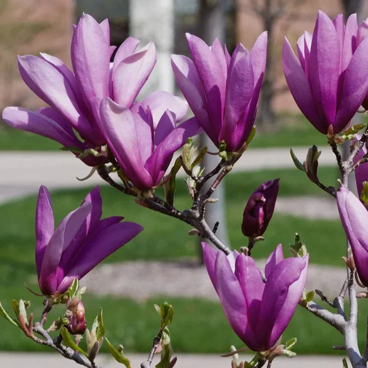 Magnolia "Ann" la ghiveci