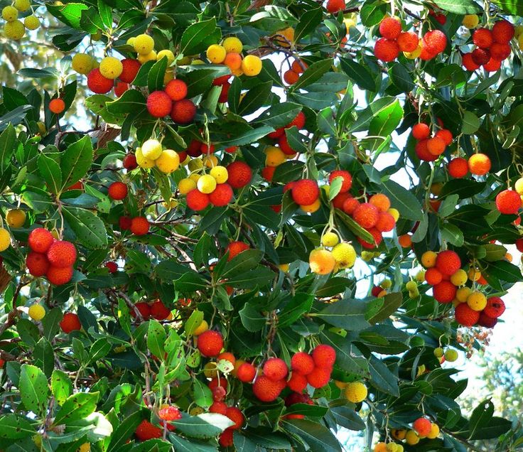 Arborele de Capsuni , 1 bucata