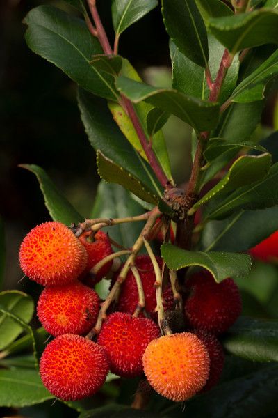 Arborele de Capsuni , 1 bucata
