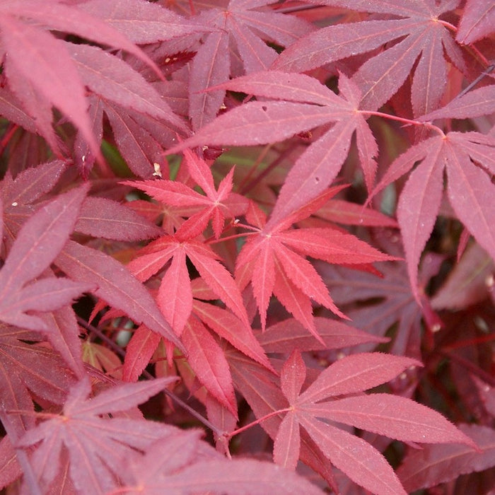 Artar "Atropurpureum",80-100 cm