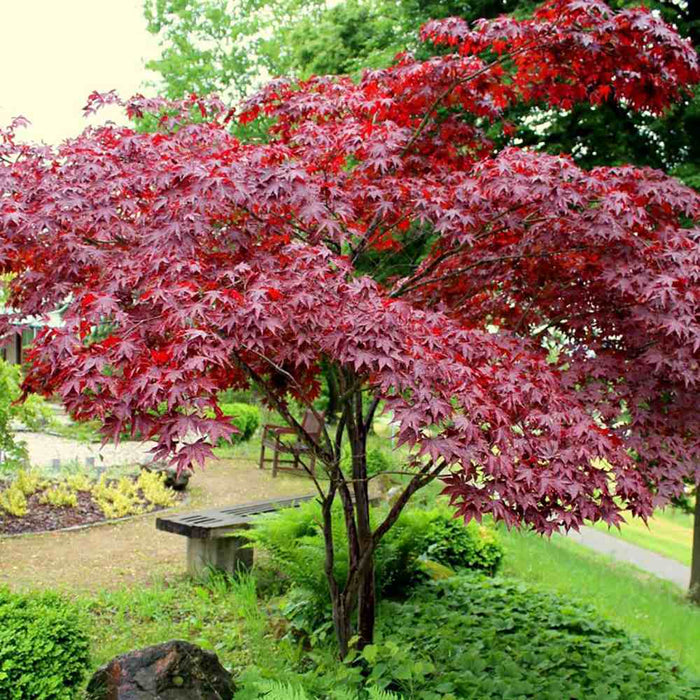 Artar "Atropurpureum",80-100 cm