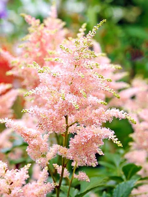 Astilbe Roz, 1 Bucata