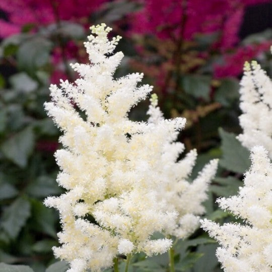Astilbe Alb, 1 Bucata