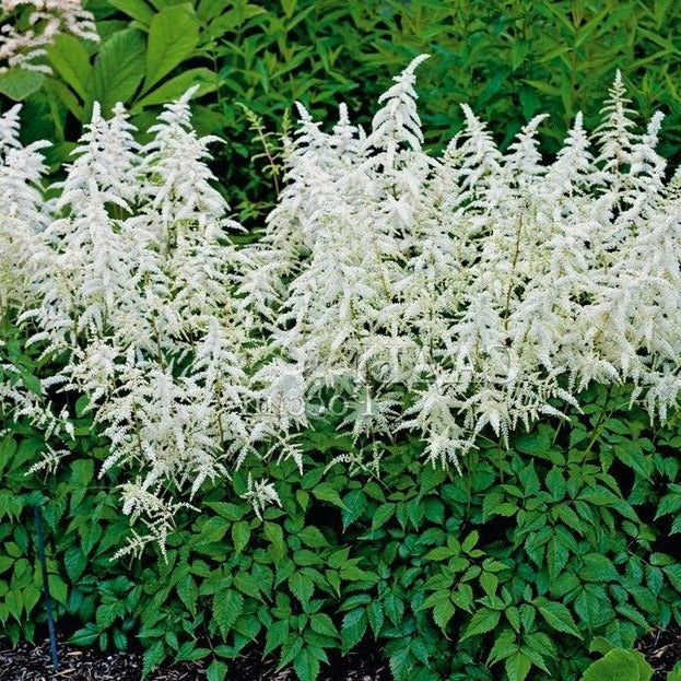 Bulbi de Astilbe "Diamant", Alb, 1 Bucata la ghiveci