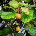 Kiwi "Actinidia Deliciosa Atlas"